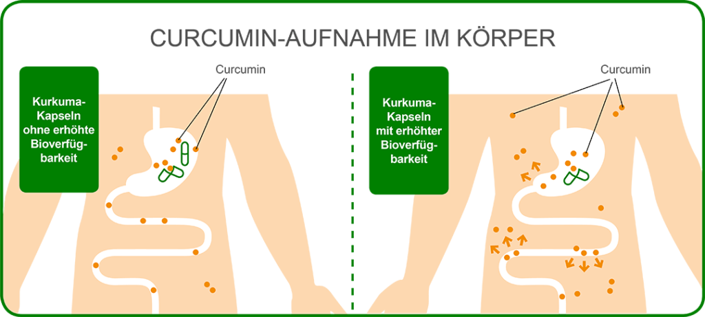 Grafik zur Aufnahme von Curcumin im Körper mit erhöhter Bioverfügbarkeit