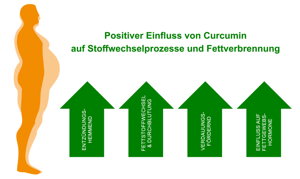 Positiver Einfluss von Curcumin auf Stoffwechsel und Fettverbrennung